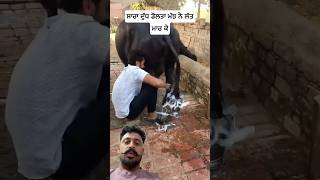 ਸਾਰਾ ਦੁੱਧ ਡੋਲਤਾ ਮੱਝ ਨੇ ਲੱਤ ਮਾਰ ਕੇ #buffalo #milk #military #black #gold #newshorts #work #farmer