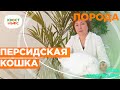 Уход за персидской кошкой 🐱