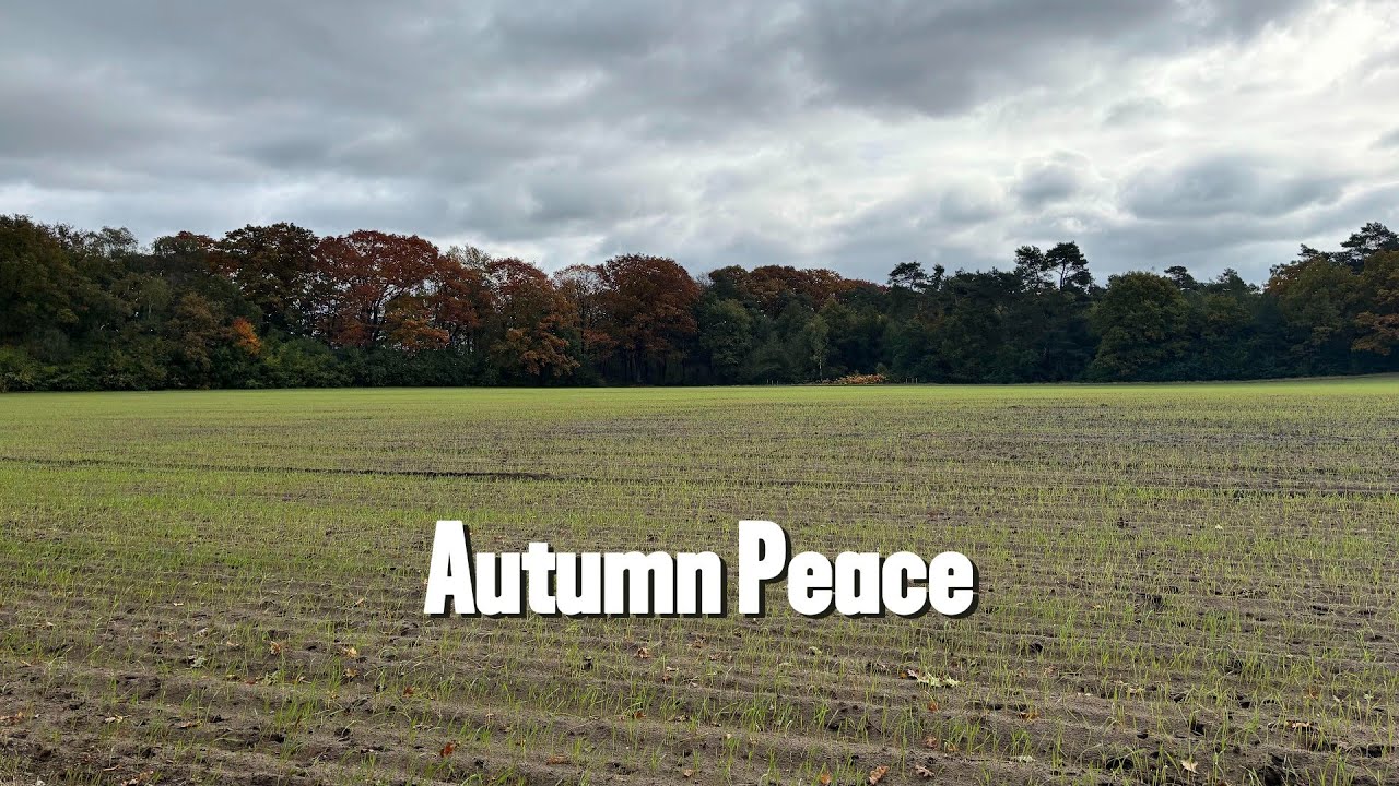 Relaxing Autumn View - Young Green Wheat Field
