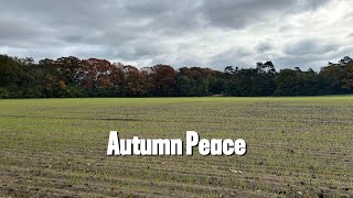 Relaxing Autumn View - Young Green Wheat Field