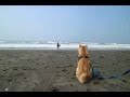 柴犬だいふくのハプニング大賞 [Daifuku plays at the beach]