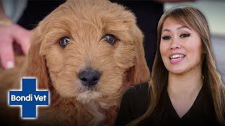 Dr. Audrey Gives Adorable Groodle Puppy it's First Health Check | Bondi Vet