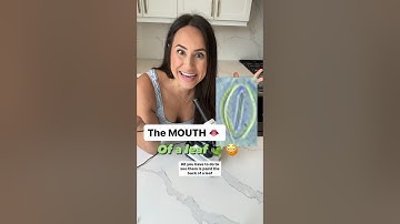 Did you know leaves have mouths 😳🍃👄!! Science for kids! #plants #photosynthesis