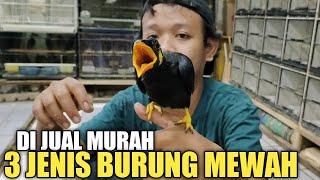 DI JUAL MURAH 3 BURUNG MEWAH ! BEO NIAS, JALAK BALI, PALK AUSTRALIA, PASAR BURUNG PRAMUKA
