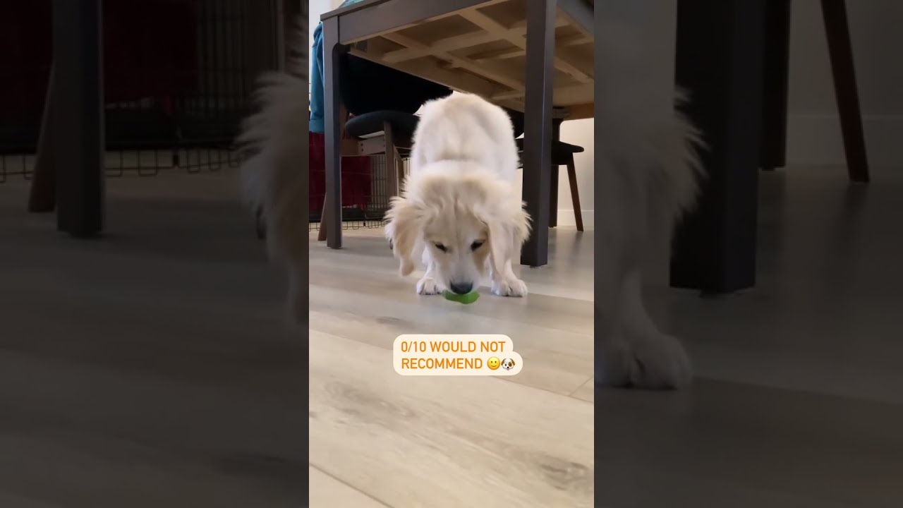 Puppy's precious first encounter with a slice of lime