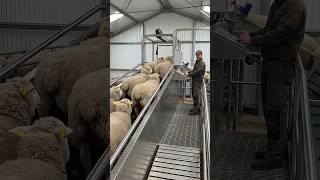 shearing sheep to make warm clothes #creative #diy #trendingshorts #trending