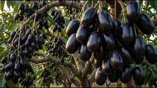 How Black Jamuns Are Grown – The Complete Growing and Ripening Process