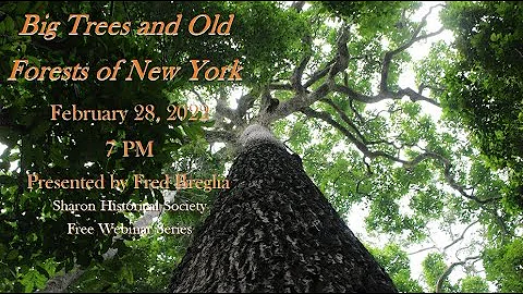 Big Trees and Old Forest In New York State
