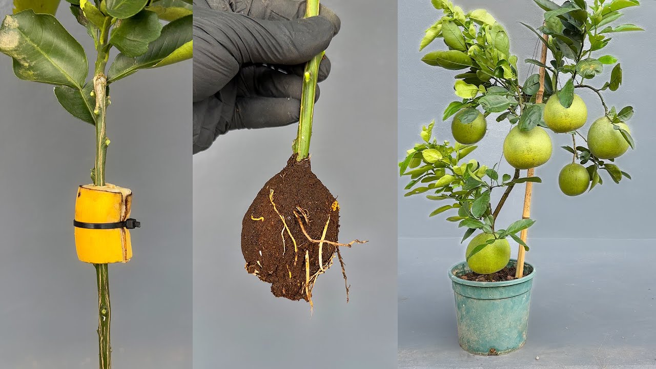 Great idea to propagate grapefruit tree using banana for fast root ...