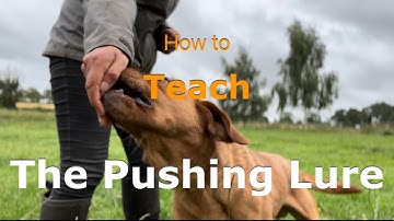 How to teach the pushing lure for heel work, tricks or just general training