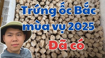 Kinh Nghiệm cần thiết về Trứng Ốc Nhồi Miền Bắc Mùa vụ 2025