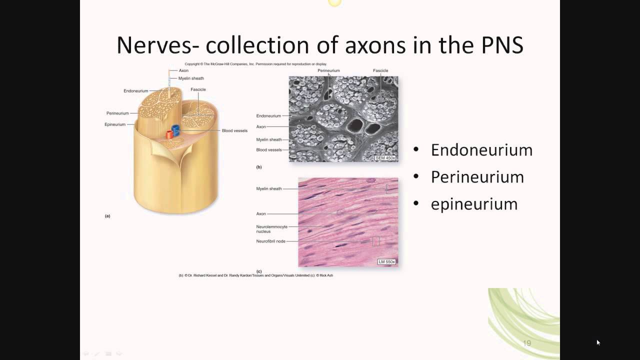 introduction to nervous system B
