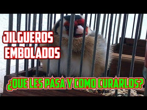 JILGUEROS EMBOLADOS ¿QUE LES PASA Y COMO CURARLOS?