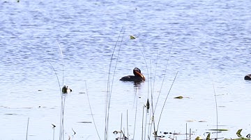 Preening Red-necked Grebes