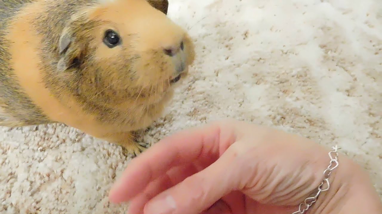 GUINEA PIG PLAYS WITH PET HUMAN! (FT. LIL MOMMA) YouTube