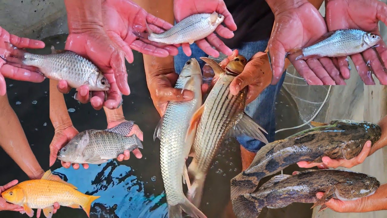 เลี้ยงปลาห้วยปลาแม่น้ำธรรมชาติ!!เพื่อขยายพันธุ์และเรียนรู้พร้อมเป็นแหล่งอาหารในอนาคต