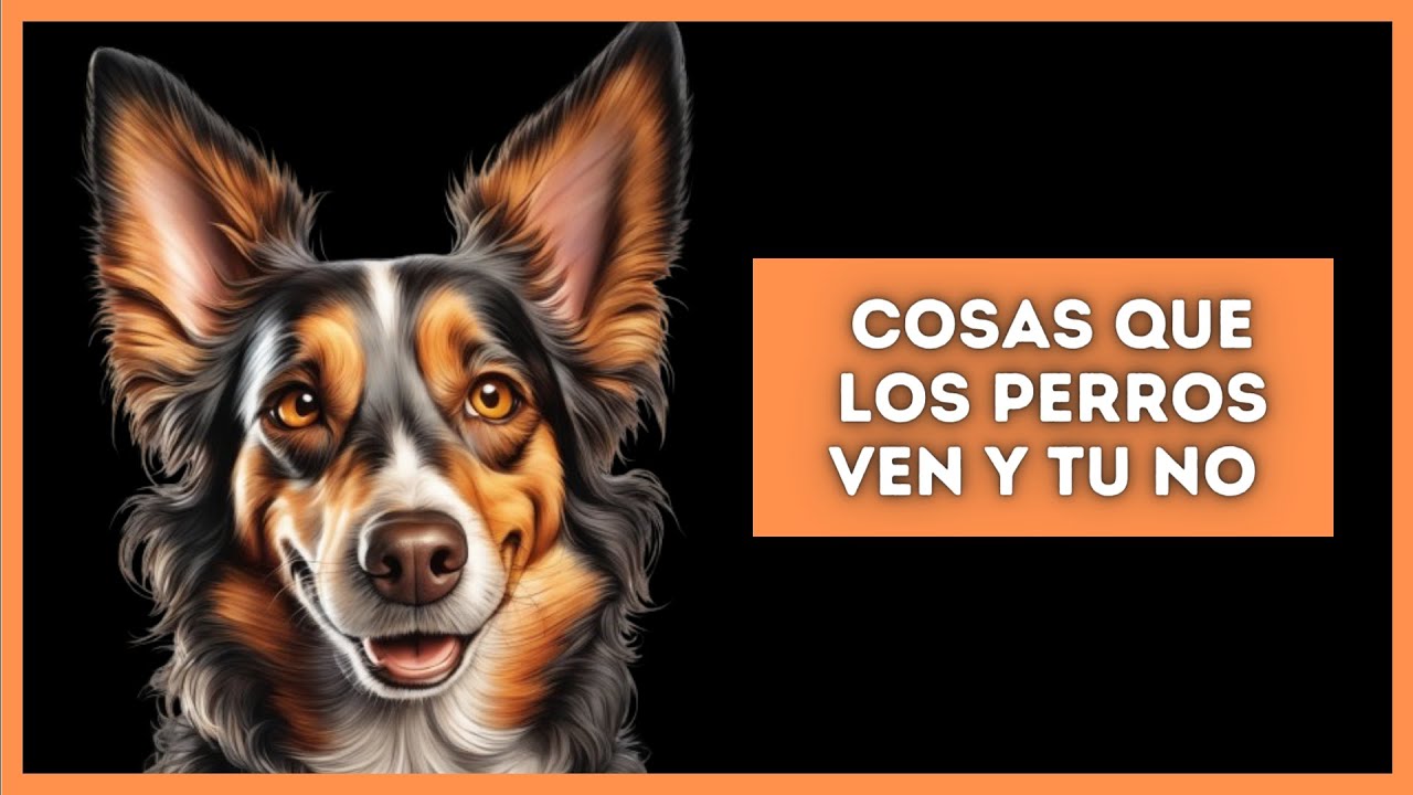 Descubre lo que los perros pueden ver y tú no