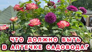 Как и чем защищать и лечить растения от болезней и вредителей. Обзор сада на 12 июня 2026 года