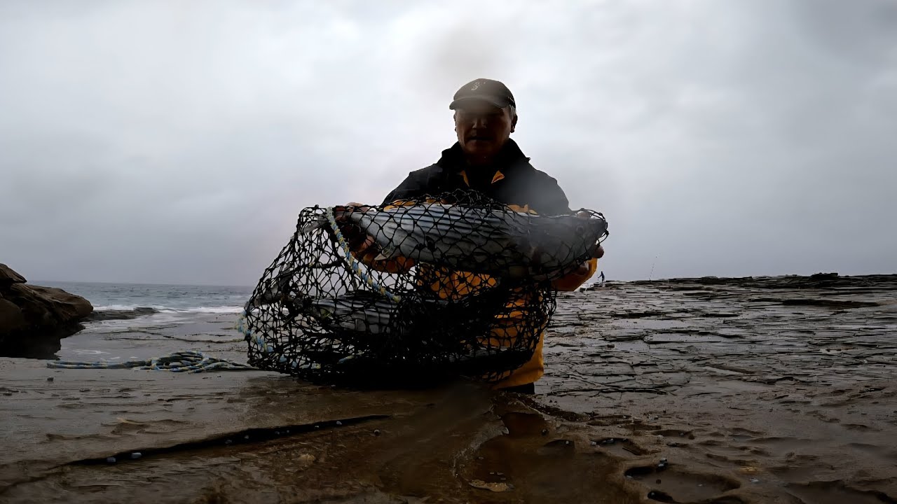 #BONITOS FRENZY AT ROYAL NATIONAL PARKS SYDNEY NSW 