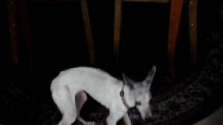 Leah's last video.AVI