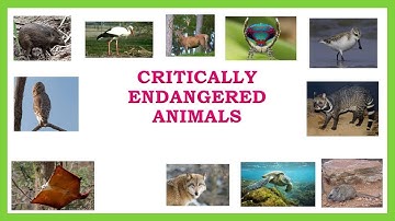 critically endangered animals in IUCN list