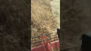 Claas Lexion 550 Fast Harvesting