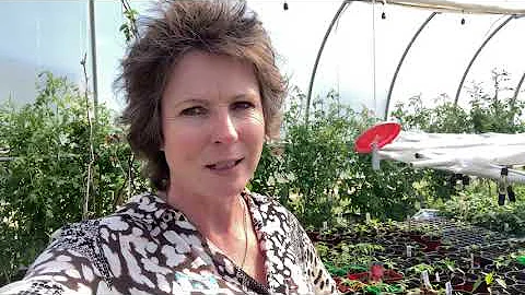 We raised the bar on tomatoes! Market gardening in our future? High Tunnel Greenhouse.