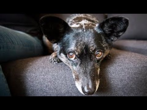 Video: OPPDATERING: Hund Reddet Fra Minusgrader Finner Nytt Hjem