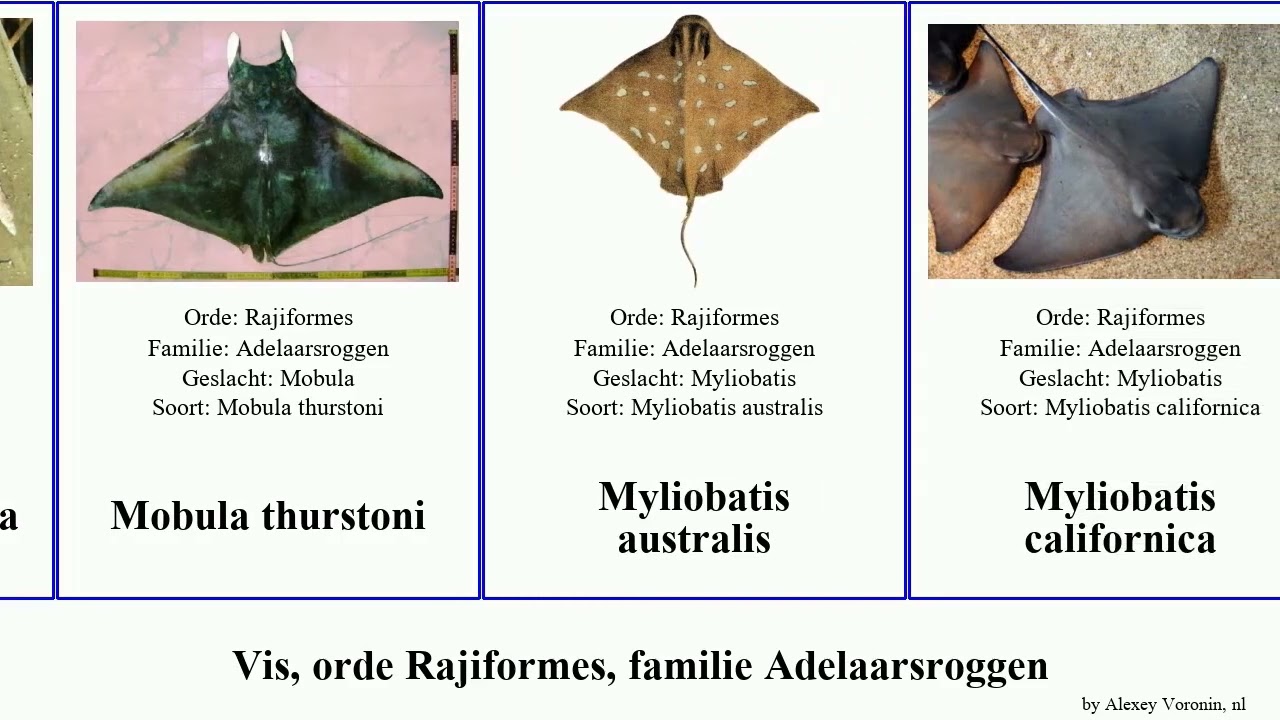 Vis, orde Rajiformes, familie Adelaarsroggen mobula myliobatis fish australis californica javanica