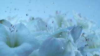 Dorna ‘Purity’ TVC Director’s Cut screenshot 5