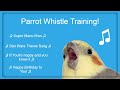 Bird whistle training teach your bird  parrot to sing 8 hour loop