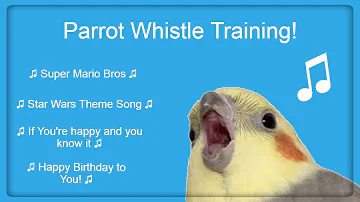 #Bird Whistle Training! Teach Your Bird / Parrot to Sing! 8 Hour Loop!