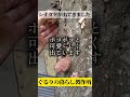 シイタケ栽培【自給生活北海道】一昨年コマ打ちしたホダ木から採れ始めてます #エコビレッジライフ体験塾 #ぐるりの暮らし製作所 #農ある暮らし