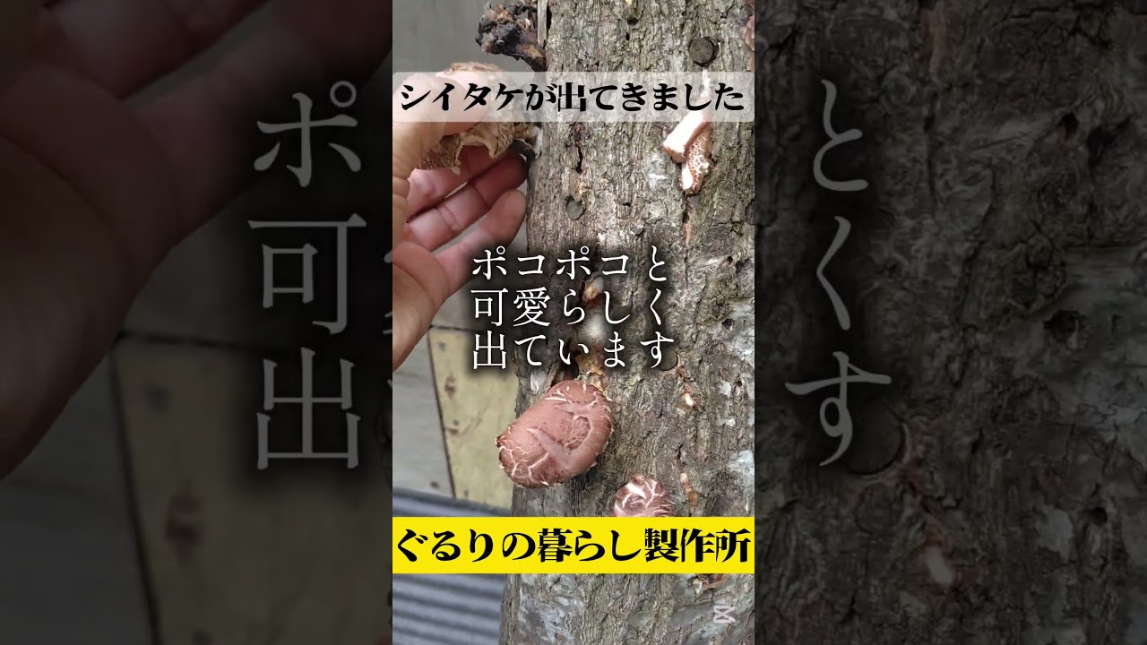 シイタケ栽培【自給生活北海道】一昨年コマ打ちしたホダ木から採れ始めてます #エコビレッジライフ体験塾 #ぐるりの暮らし製作所 #農ある暮らし