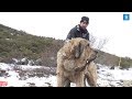 El mastín leonés, el guardián de las zonas rurales