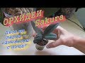 Обзор домашних орхидей: Dtps. Lius Sakura KF 4N и P.Liu's Sakura