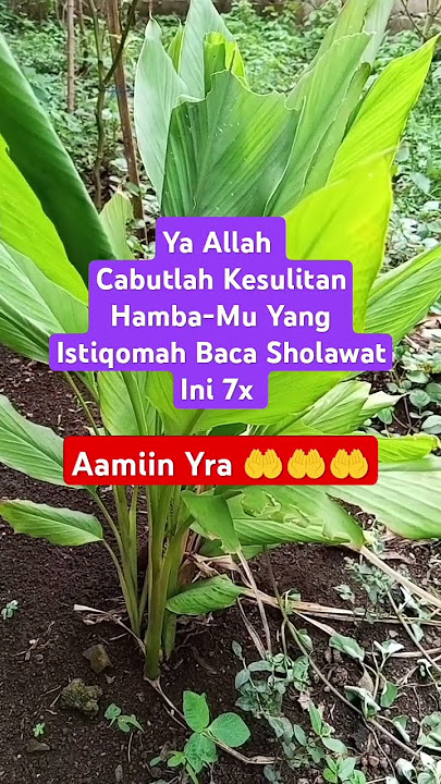 Bacalah Sholawat Ini 7x setiap hari
