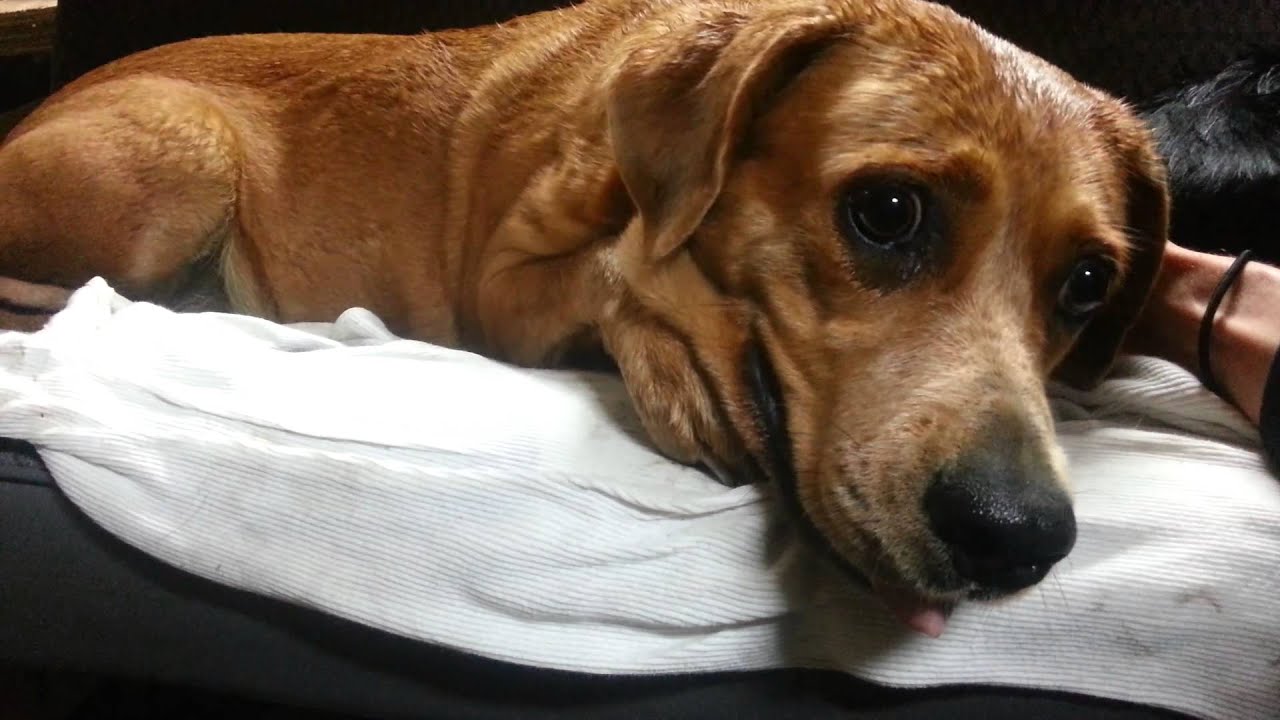 Can Too Many Milk Bones Make A Dog Sick