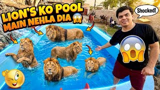 Sab Lion's Ko Swimming Pool Main Nehla Dia 😱 - Mini Zoo 😰