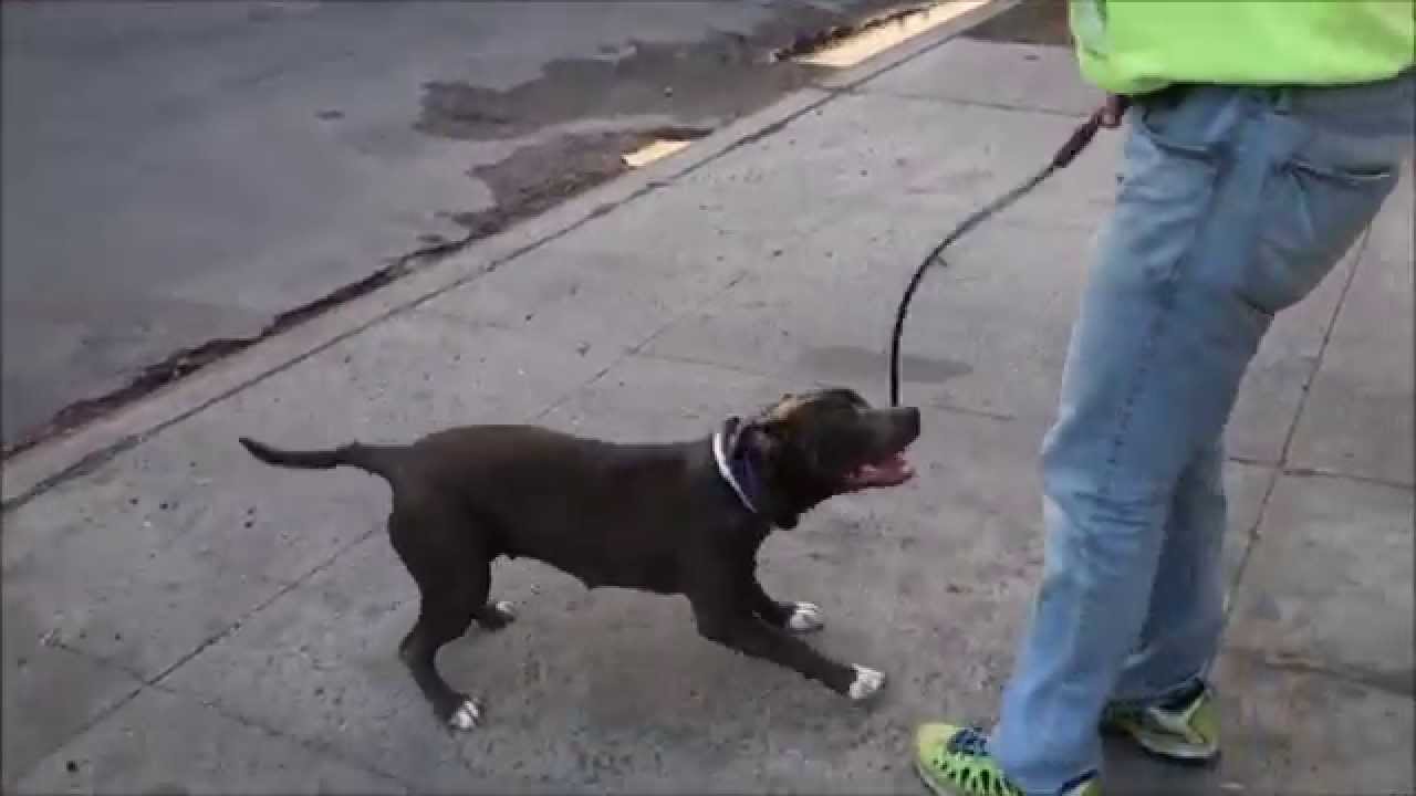 Marabi - A1032943 - Brooklyn ACC camera iphone 8 plus apk