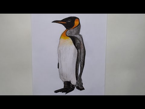 Rəsm - Pinqvin Necə Çəkilir - How to Draw Penguin