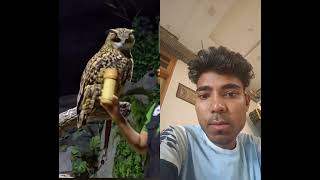 🦉🦉🦉 isko training kaise de rahi hai dekhna #video #cat