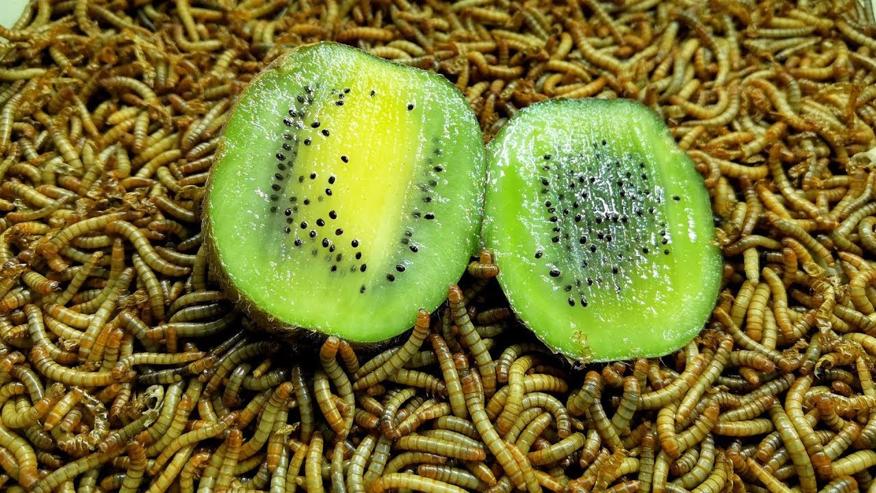 10 000 Mealworms Eating Kiwi Time Lapse Satisfying YouTube