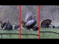Turkey Attacks Decoy Before Getting Annihilated at 12 Yards by Hunter