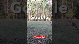 Turkey Gobbling A Lot - He’s Fired Up! #releasereality #outdoors #hunting #turkey