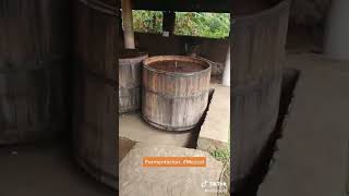 ¿Cómo se fermenta el agave PARA HACER MEZCAL? Oaxaca (Pechiga, blanco, espadín)