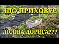 Що приховує лісова дорога?