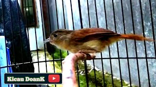 Burung Sulingan Jati || Pancingan Tledekan Jati