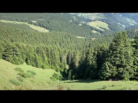 Kümbet Yaylası Kamp Alanı | Giresun