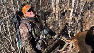 Big Bull Elk Down for Penny